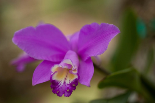 A close-up of a vibrant purple orchid with delicate petals and a yellow center, set against a blurred background.