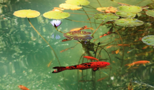 A serene pond with koi fish swimming among lily pads and a blooming water lily.