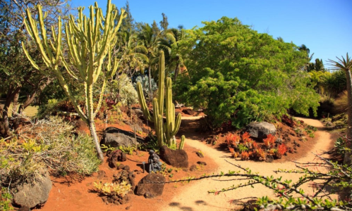 A vibrant garden with various cacti, lush greenery, and a winding sandy path under a clear blue sky.