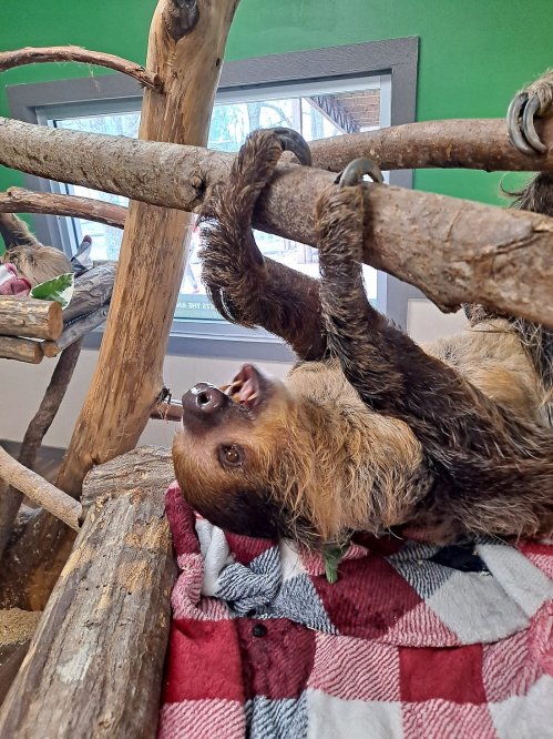 A sloth hangs upside down from a wooden branch, resting on a red and white checkered blanket.