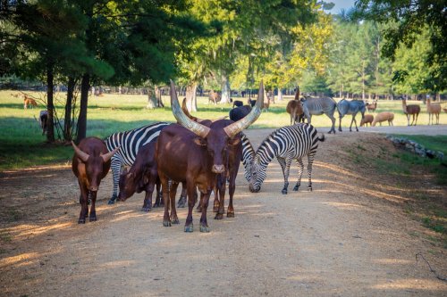 A dirt path with zebras and cattle grazing, surrounded by trees and other animals in a serene landscape.