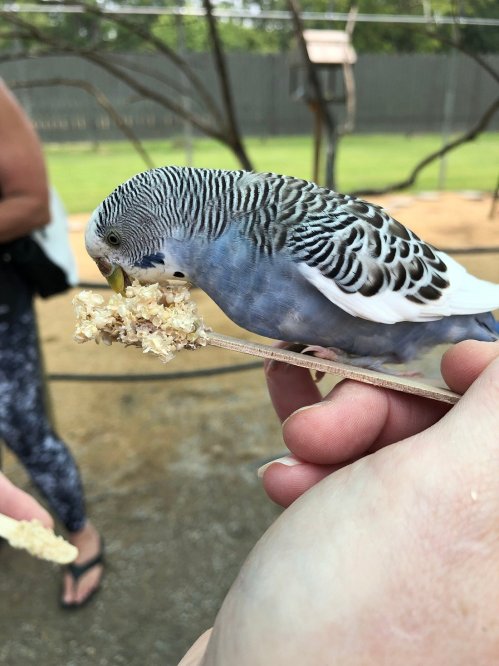 A close-up of a blue budgerigar eating from a stick held by a person in a bird enclosure.