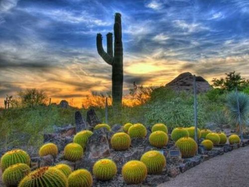 A desert landscape at sunset featuring tall cacti and round, spiky yellow-green plants against a colorful sky.