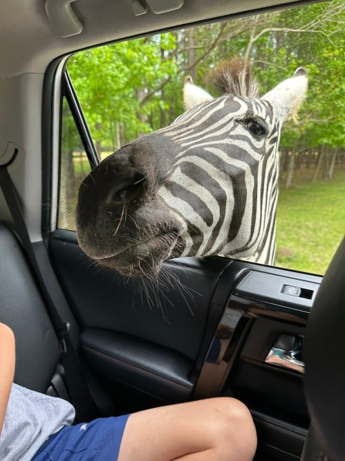A zebra leans into a car window, curiously looking at a person sitting inside. Green trees are visible in the background.