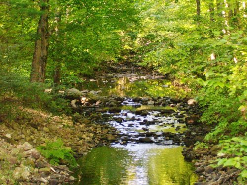 A serene stream flows through a lush green forest, surrounded by rocks and trees reflecting in the water.