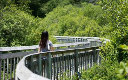 A person walks along a winding wooden boardwalk surrounded by lush greenery.