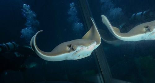 A stingray glides gracefully in an aquarium, reflecting in the glass with bubbles rising around it.