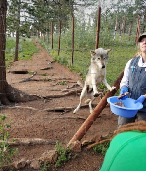 A person interacts with a wolf in a natural setting, surrounded by trees and a fence.
