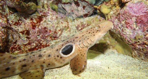A close-up of a spotted shark swimming near colorful coral in a clear underwater environment.