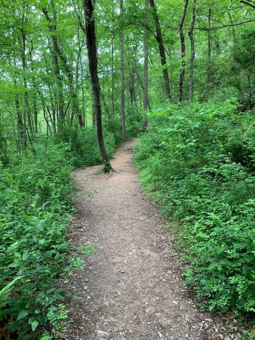 A winding dirt path through a lush green forest, surrounded by dense foliage and trees.