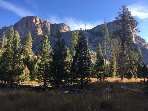 A scenic view of tall trees in a meadow, with rugged mountains rising in the background under a clear blue sky.