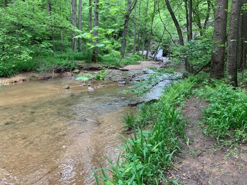 A serene forest scene featuring a gently flowing creek surrounded by lush greenery and trees.