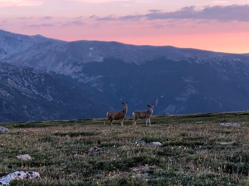 Two deer stand on a grassy hillside with mountains in the background, under a colorful sunset sky.