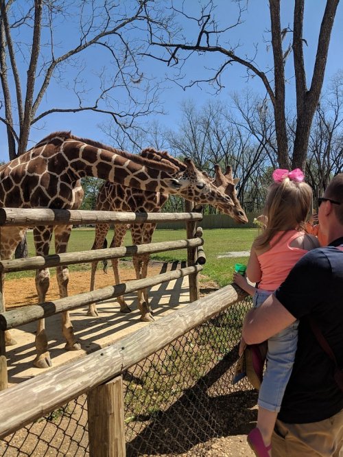 A child watches two giraffes at a zoo, with trees and a clear blue sky in the background.