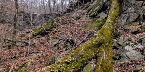 A moss-covered log lies on rocky ground, surrounded by bare trees and fallen leaves in a forested area.