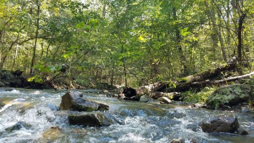 A serene forest scene featuring a flowing river, surrounded by lush greenery and rocks.