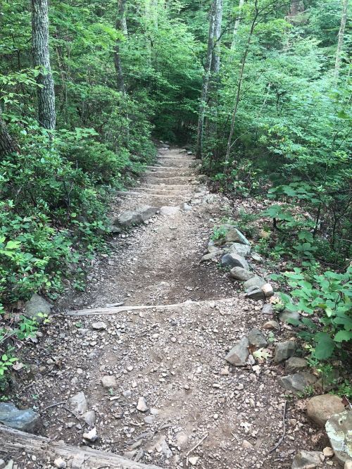 A dirt path with stone steps winding through a lush green forest.