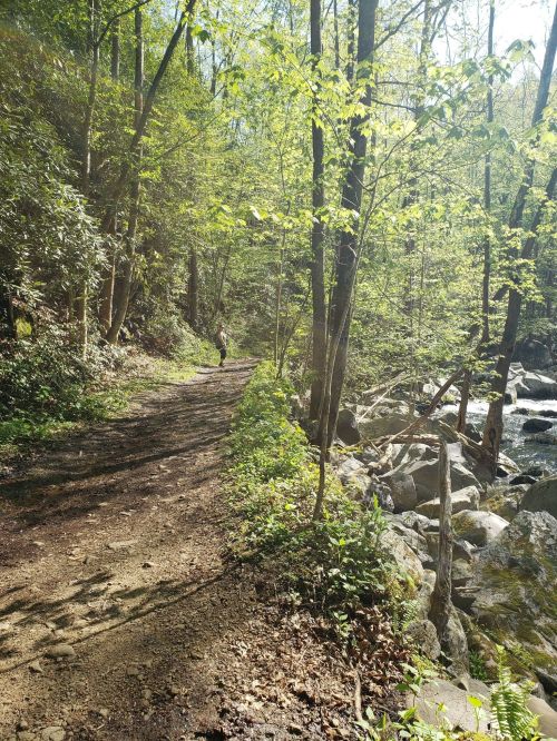 A serene forest path lined with greenery, leading to a rocky stream under bright sunlight.