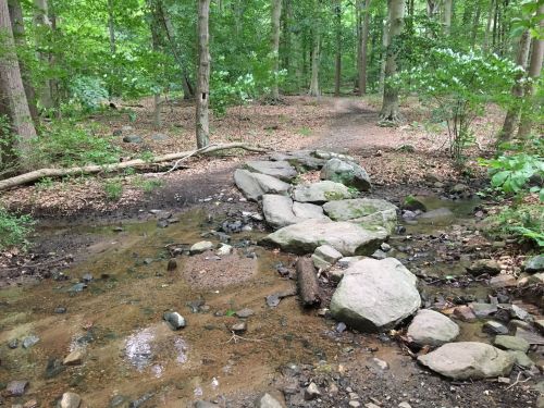 A serene forest scene featuring a small stream with smooth stones crossing through lush greenery.