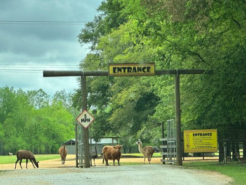 A wooden entrance gate with a sign, surrounded by animals including emus and cattle, under a cloudy sky.