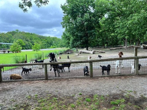 A fenced area with various dogs playing and exploring in a green park surrounded by trees and cloudy skies.