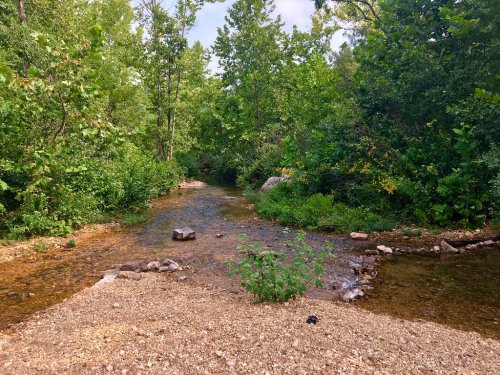 A serene stream flows through a lush green forest, surrounded by trees and rocky banks under a clear sky.