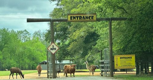 A wooden entrance sign with animals grazing nearby, surrounded by trees and a speed limit sign.