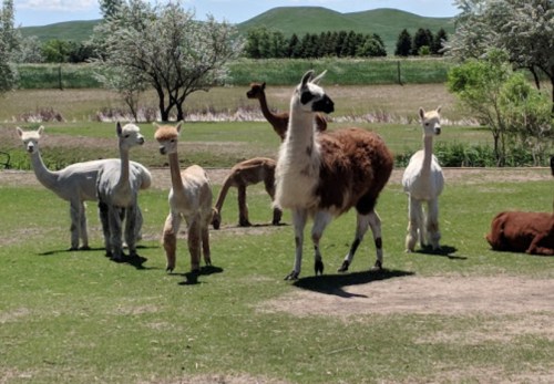 A group of llamas and alpacas standing and resting in a grassy field with trees and hills in the background.