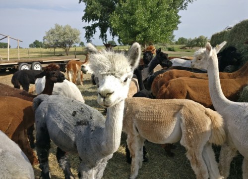 A group of alpacas in a field, showcasing various colors and textures of their fleece under a clear sky.