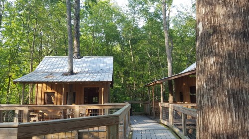 Two wooden cabins nestled in a lush green forest, with a tree growing through the roof of one cabin.