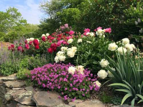 A vibrant garden filled with blooming peonies in pink and white, surrounded by purple flowers and lush greenery.