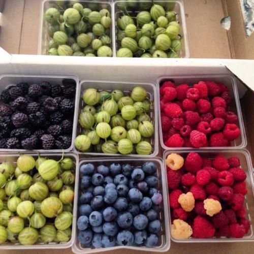 A box containing eight compartments filled with various berries: blackberries, green gooseberries, blueberries, and raspberries.