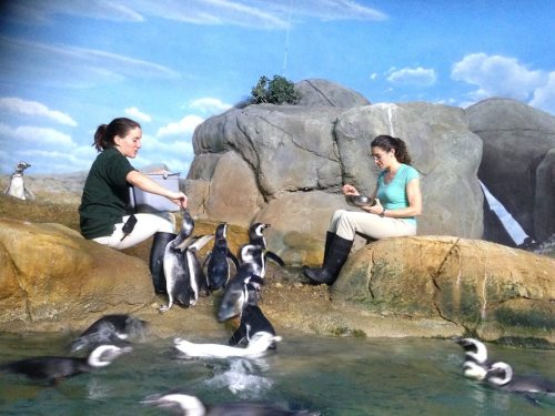 Two women interact with penguins near a rocky habitat, with water and a blue sky in the background.