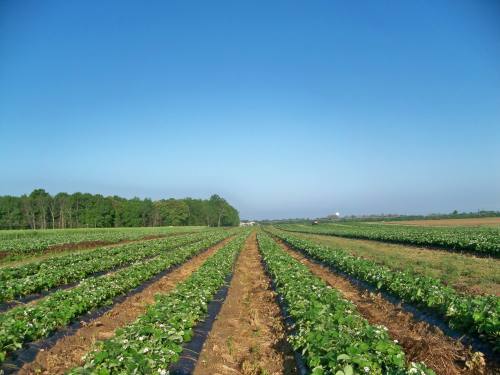 A wide view of a green farm field with rows of plants under a clear blue sky. Trees line the horizon in the background.