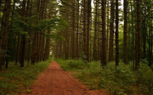 A serene forest path lined with tall trees, surrounded by lush greenery and a soft, earthy trail.