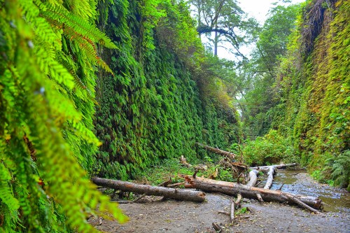 Lush green canyon walls lined with ferns, fallen logs, and a small stream running through the rocky ground.