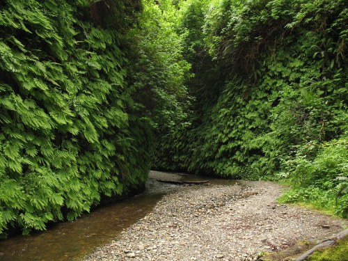 A narrow, lush green canyon with ferns lining the walls and a small stream running through the rocky path.