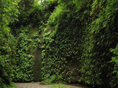 Lush green ferns cover rocky walls in a serene, forested canyon. Sunlight filters through the trees above.