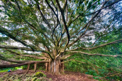 A large, sprawling tree with numerous branches and lush green foliage in a forested area.