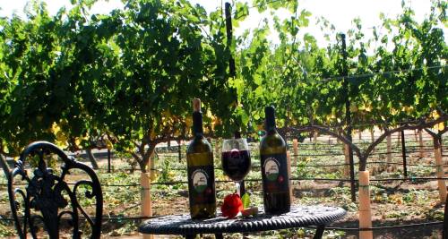 Two wine bottles and a glass sit on a table in a vineyard, surrounded by lush green grapevines under a sunny sky.