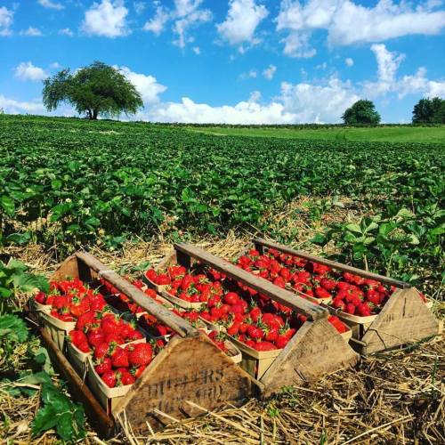 Baskets of freshly picked strawberries in a lush green field under a bright blue sky with fluffy clouds.