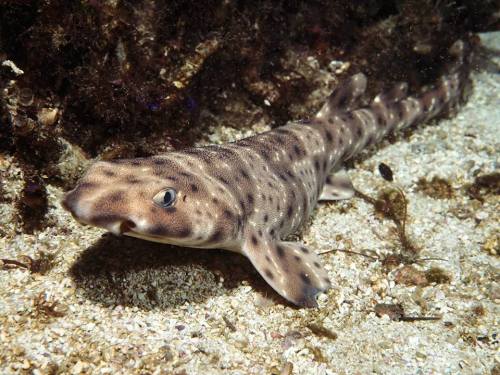 A spotted shark glides over sandy ocean floor, surrounded by seaweed and small rocks.
