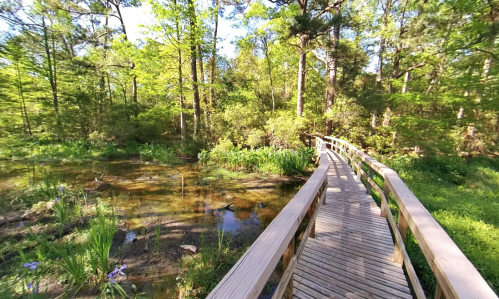 A wooden boardwalk winds through a lush green forest, alongside a tranquil pond with blooming flowers.