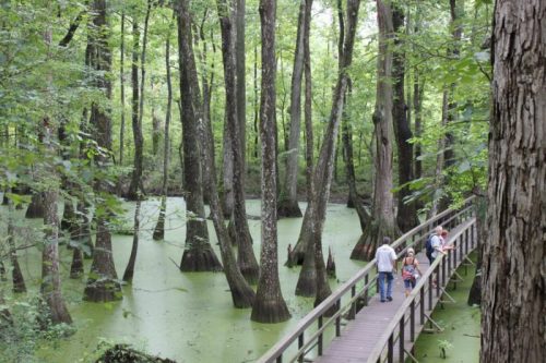A wooden boardwalk winds through a lush green swamp, with trees rising from the water covered in green algae.