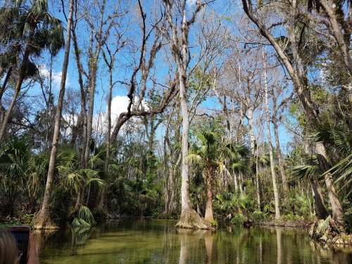 Lush swamp landscape with tall trees, palm fronds, and a calm waterway under a blue sky with scattered clouds.