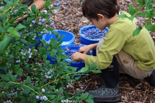 A child in a green shirt crouches by blueberry bushes, picking berries and placing them into blue buckets.
