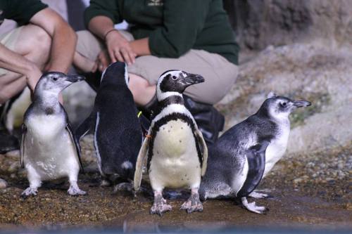 Four penguins standing on a rocky surface, with people in the background, showcasing their distinct black and white feathers.