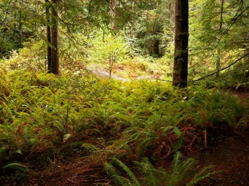 Lush green ferns and trees in a serene forest setting, with dappled sunlight filtering through the leaves.