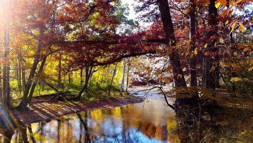 A serene river surrounded by vibrant autumn trees, reflecting colorful leaves in the water under bright sunlight.