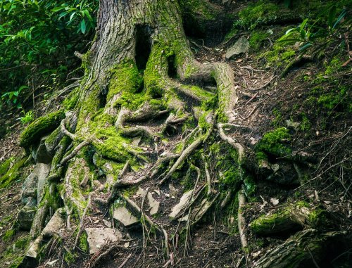 A close-up of a tree trunk with moss-covered roots and rocky soil, surrounded by greenery.